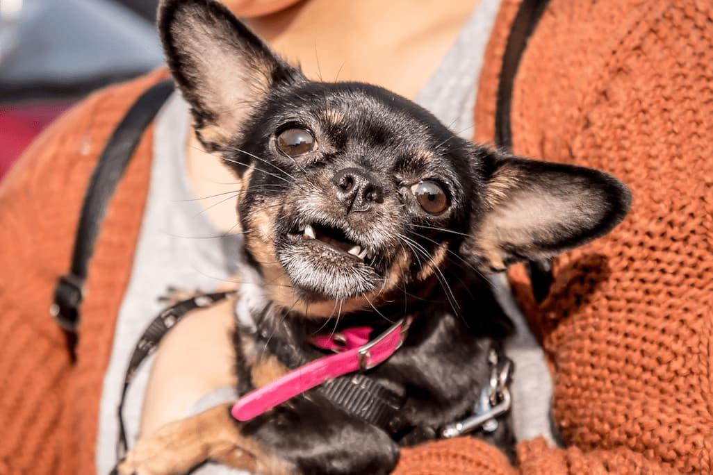 Chihuahua Teeth: Dental Problems & Breed-Specific Care Tips 