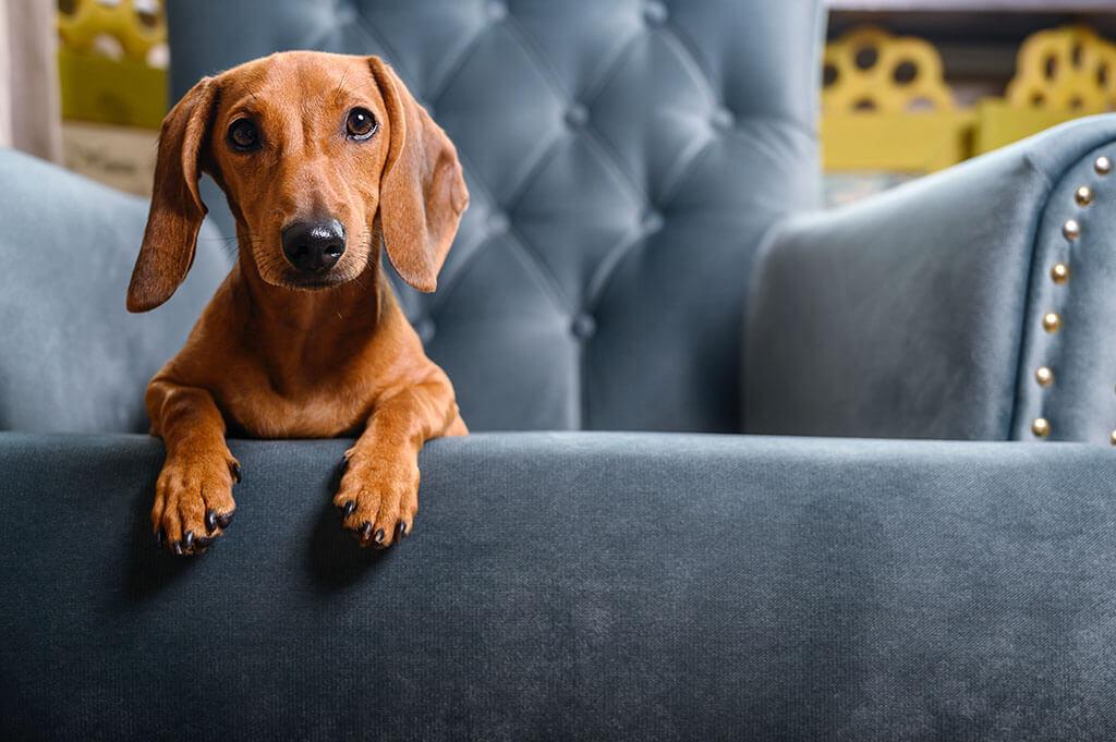 8 Reasons Your Dog Can’t Get Comfortable – According to a Vet