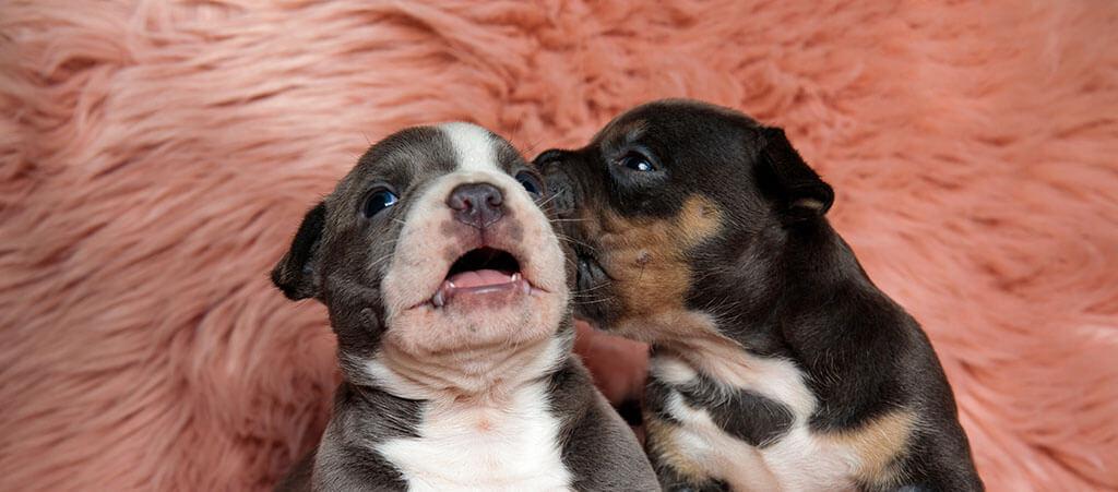 Why Do Dogs Lick Each Other’s Ears? 6 Surprising Reasons