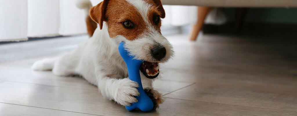 How To Keep Your Dog’s Teeth Clean Between Brushing