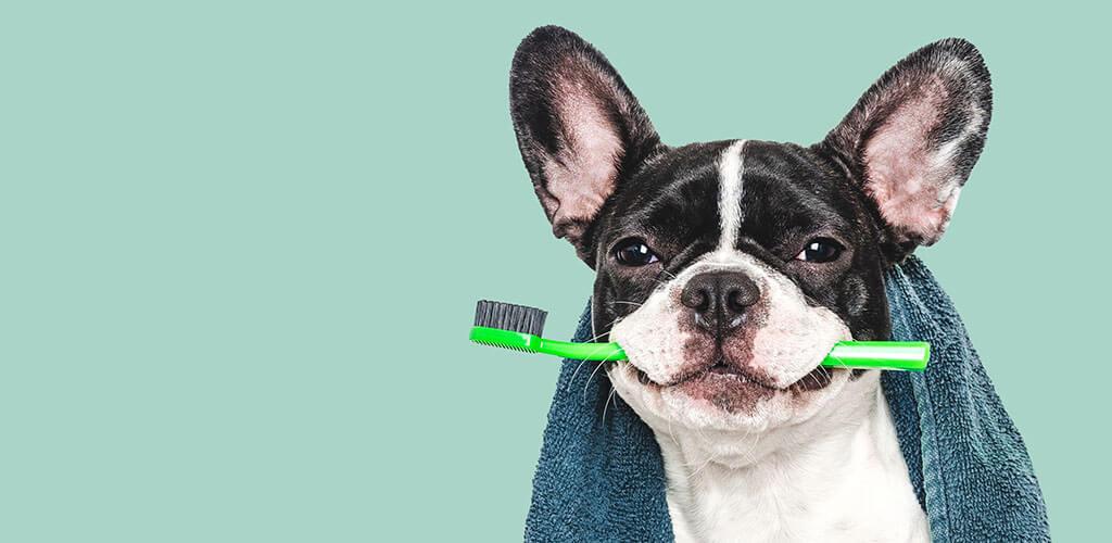 6 Stress-Free Ways to Clean a Dog’s Teeth Without Brushing