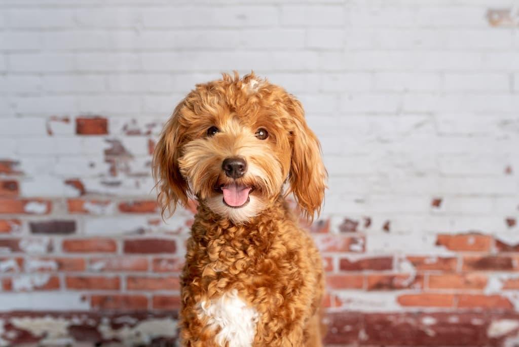 Goldendoodle Lifespan: 7 Ways to Help Goldendoodles Live Longer 