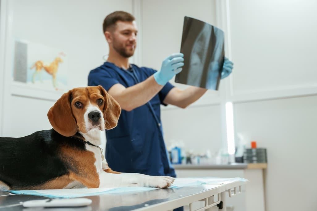How many bones does a dog have a skeletal system review petlab co