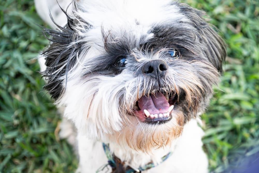 Shih Tzu Teeth: Problems and Breed-Specific Care Tips 