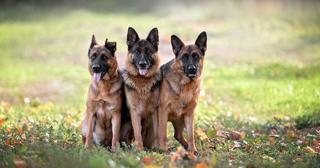 German Shepherd Hip Dysplasia: 8 Breed-Specific Signs