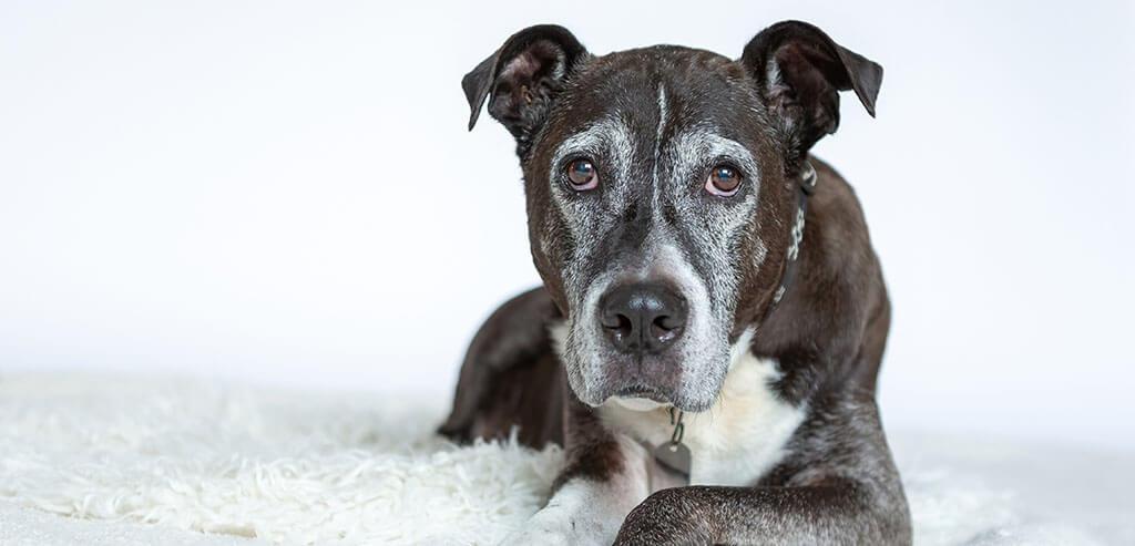 10 Reasons Your Old Dog is Shaking – According to a Vet