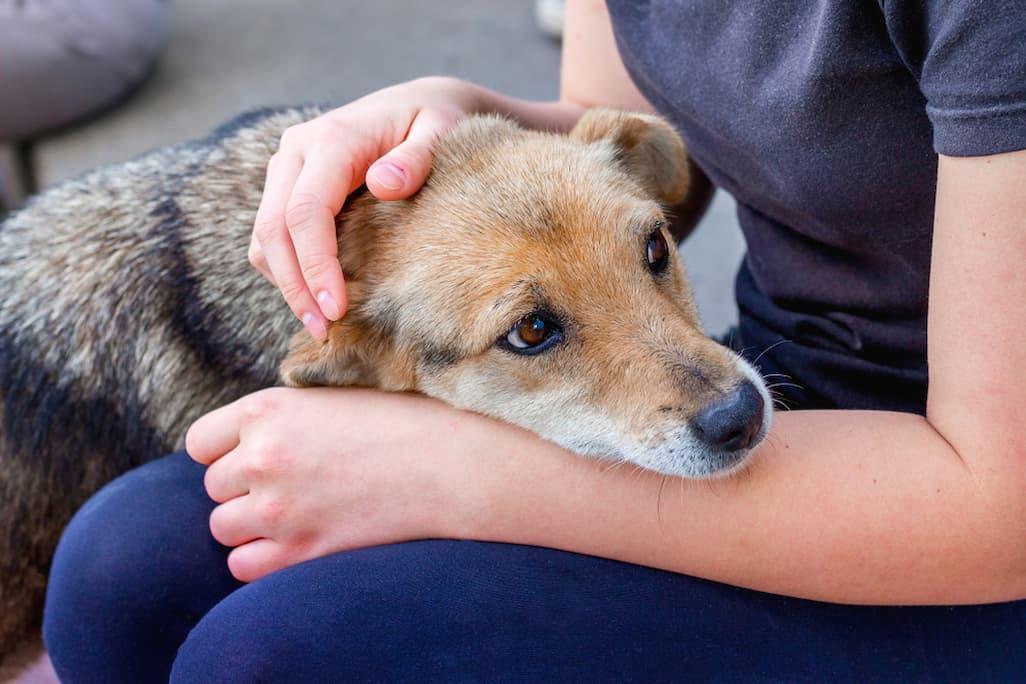 Dog Is Throwing Up Yellow Bile & Foam: Here’s What to Do