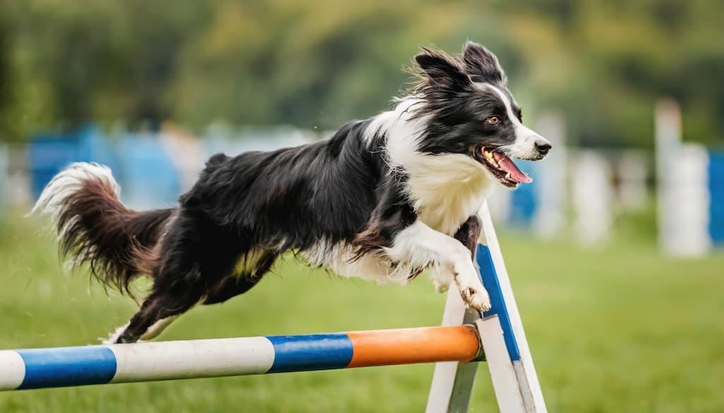 Border Collie Lifespan: 6 Tips to Help Border Collies Live Longer 