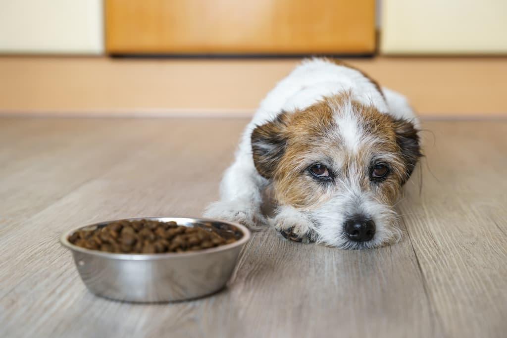 7 Symptoms of Poor Gut Health in Dogs