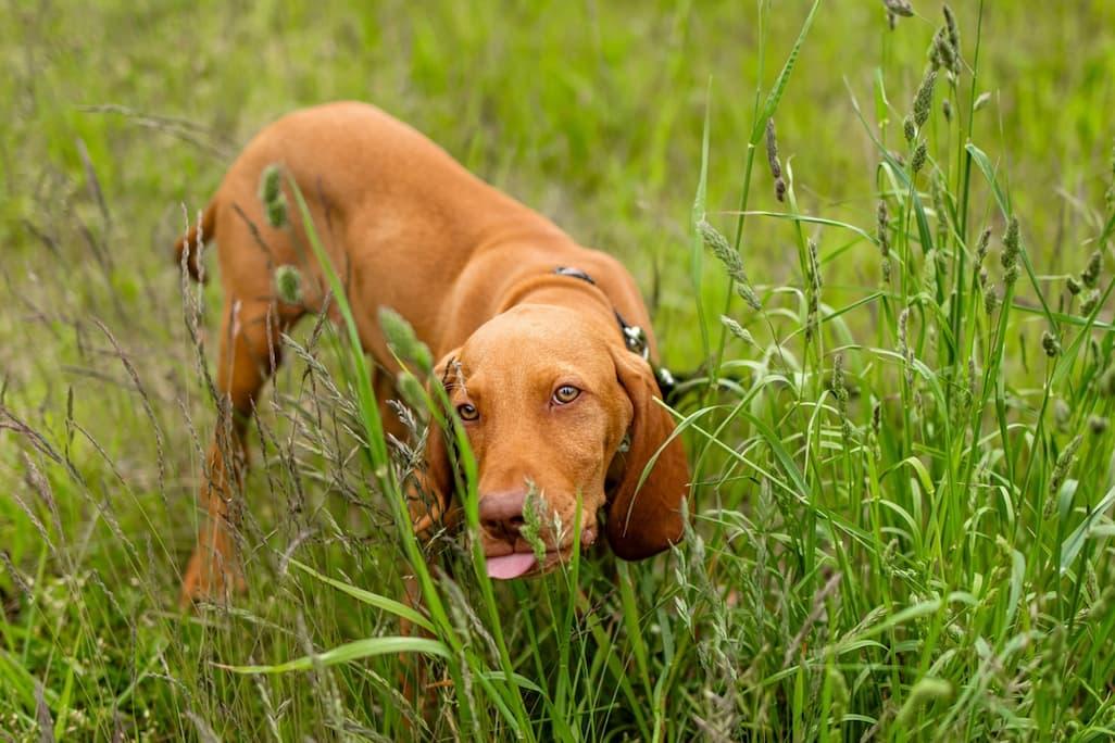 Green Dog Poop: 7 Causes Explained by a Vet 