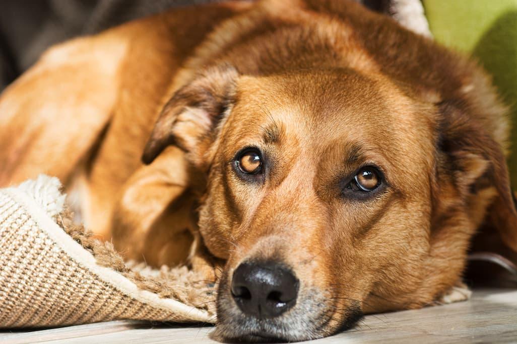 Dog Is Throwing Up Yellow Bile & Foam Here's What to Do PetLab Co