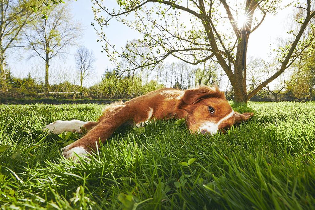 Can Dogs Be Allergic to Grass?