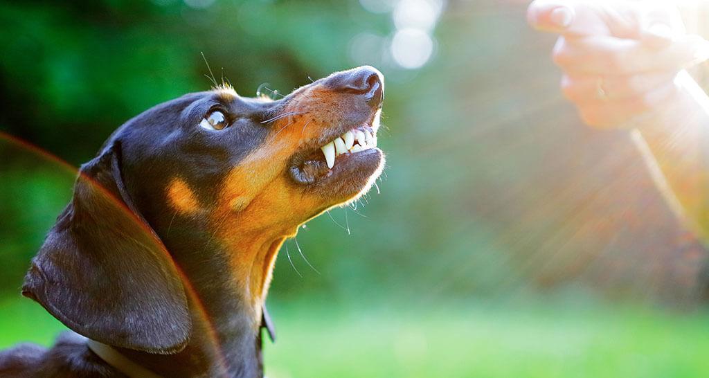 Dachshund Teeth: Dental Issues and Breed-Specific Care Tips