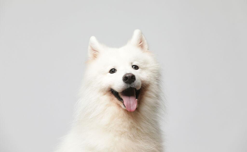 7 White Fluffy Dog Breeds to Snuggle and Cuddle