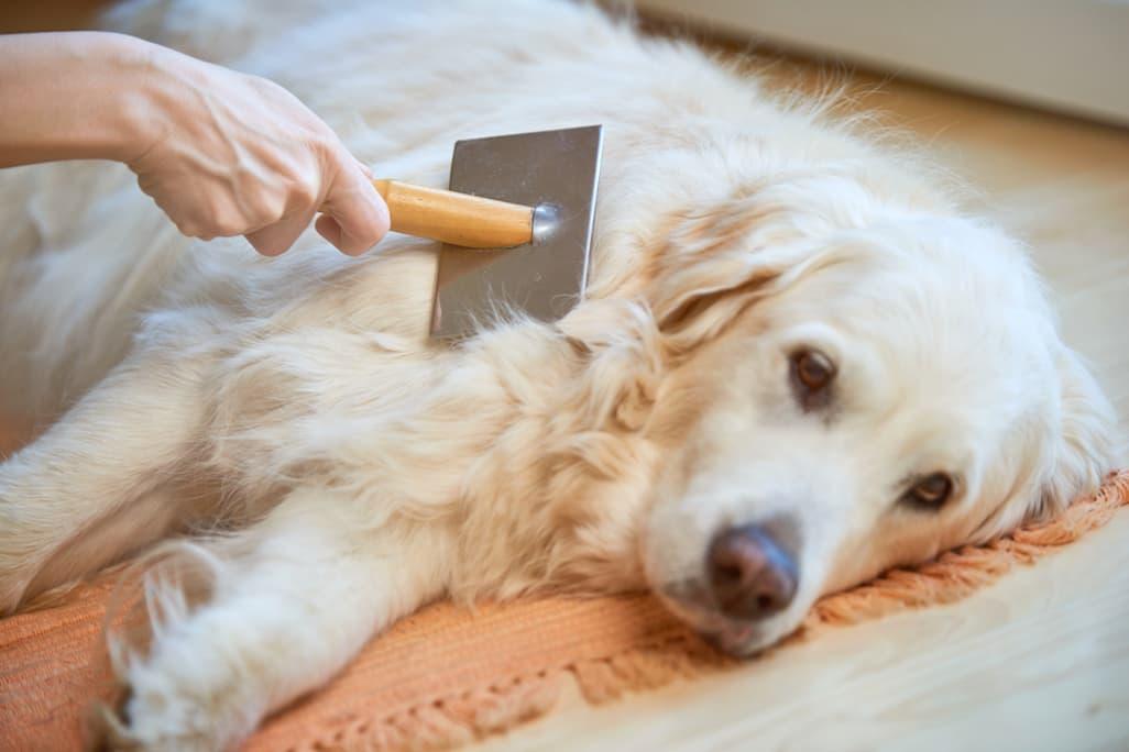 Do Golden Retrievers Shed? Vets & Experts Weigh In 