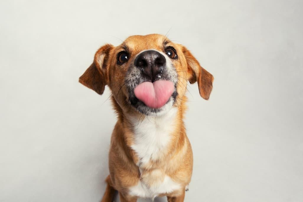 Dog Tongue Color Chart: Black, Blue, Purple & Spotted