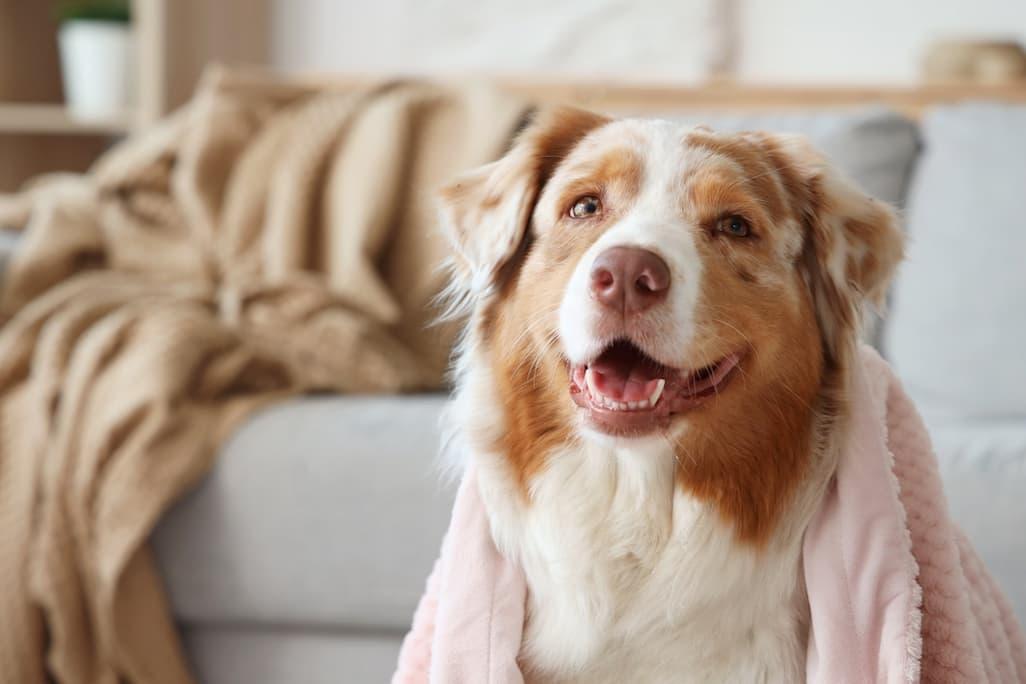 Australian Shepherd Lifespan: Help Your Dog Live Longer 