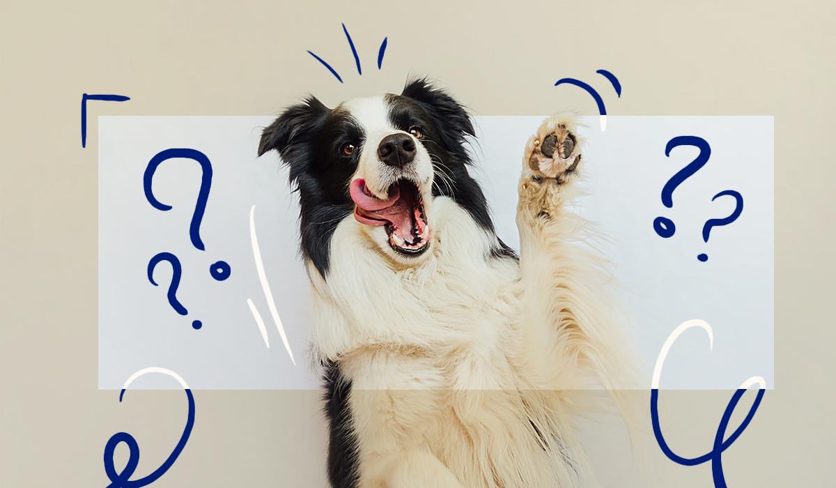 32 Fun Dog Trivia Questions & Answers for Pet Lovers 