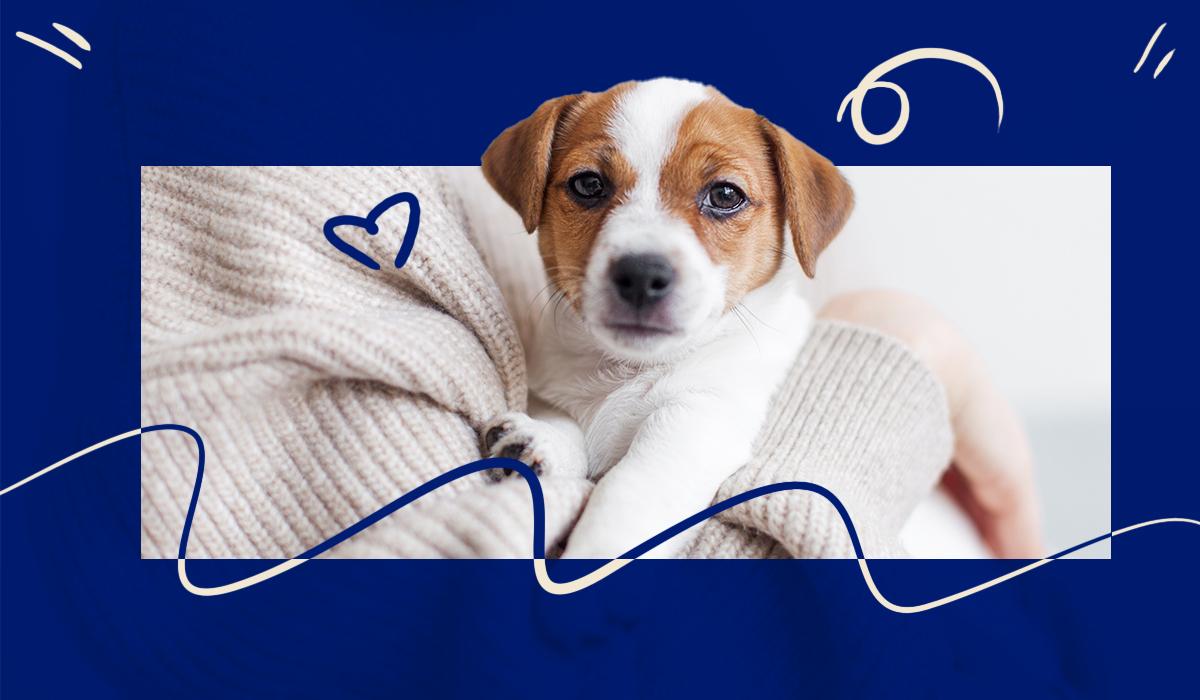 First-Time Dog Owner Checklist & Helpful Tips for New Pet Parents 