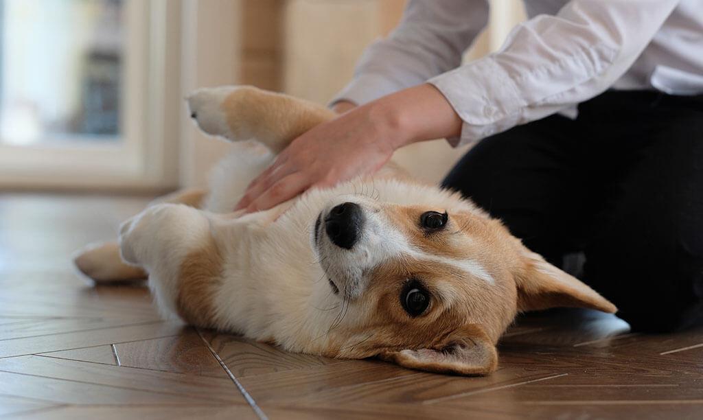 Dog Belly Rashes: Symptoms, Causes & Treatment Options