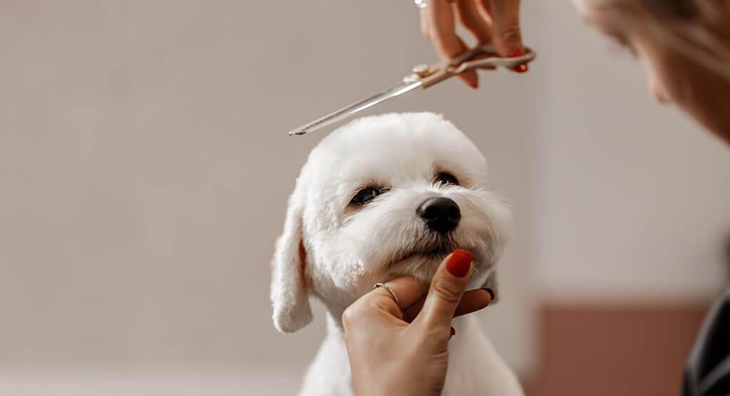 Guide to Dog Grooming Styles and Trendy Haircuts