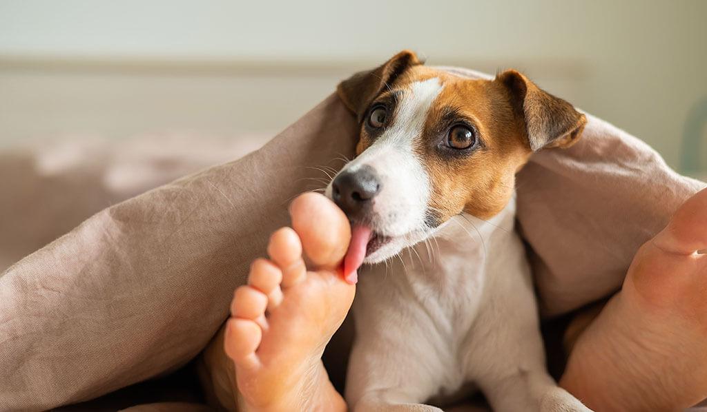 Why Do Dogs Lick Your Feet: 7 Causes & How to Stop It