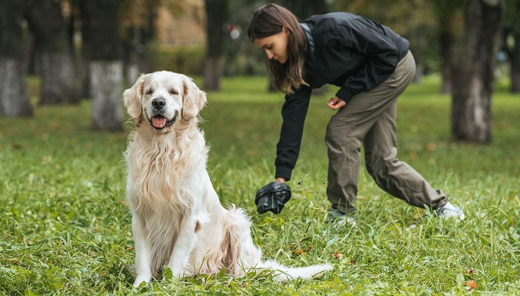 Mucus in Dog Poop: 6 Causes of Slimy Stool