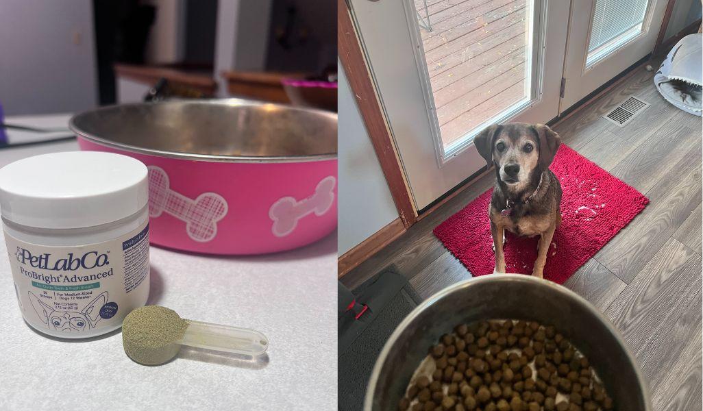ProBright Advanced Dog Dental Powder: A Veterinarian’s Experience