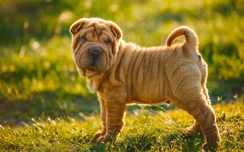 Wrinkly Dog Breeds: 11 Adorable Pups With Folds & Creases