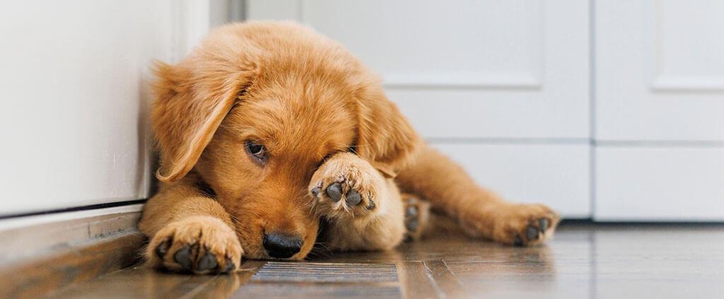 How To Use PetLabCo. Allergy & Immune Chew for Dogs