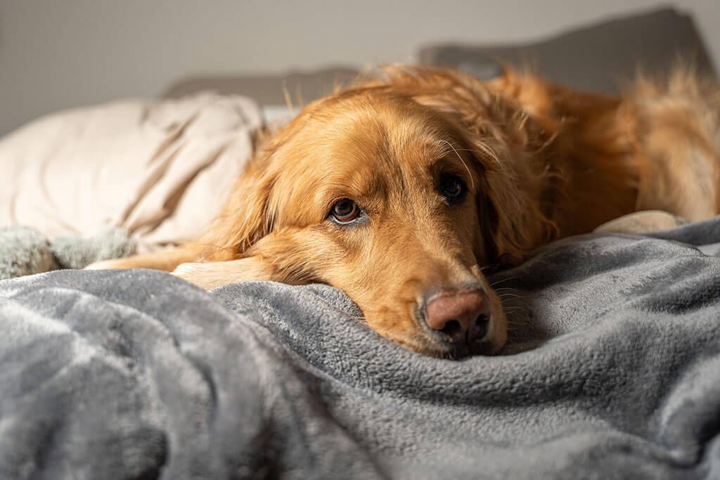 9 Dog Allergy Symptoms That You Shouldn’t Ignore