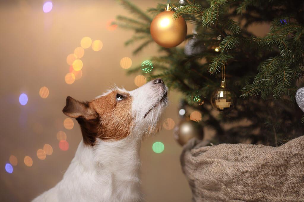 How to Keep Your Dog Away from the Christmas Tree