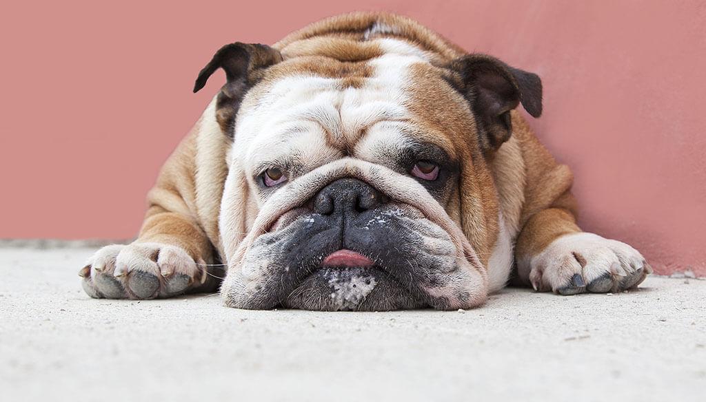 Lazy Dog Breeds: 11 Pups With Laid-Back Personalities