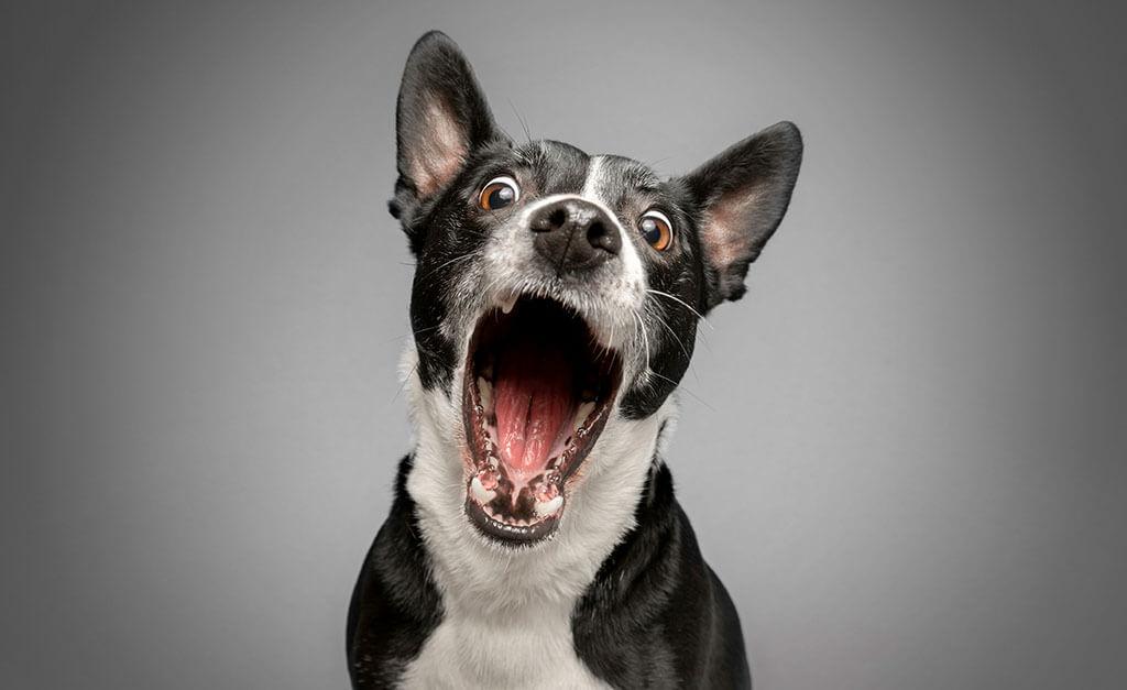 Dog Bleeding from the Mouth 5 Possible Causes & How