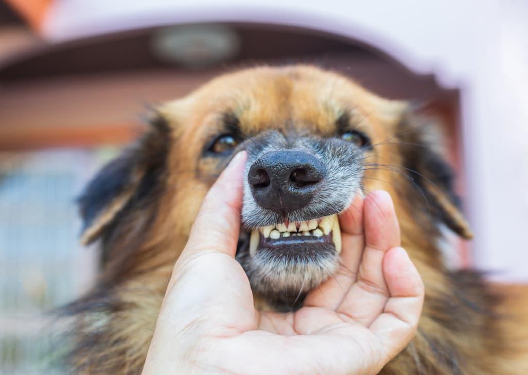 Dog Tooth Decay Stages: Periodontal Disease Progression 