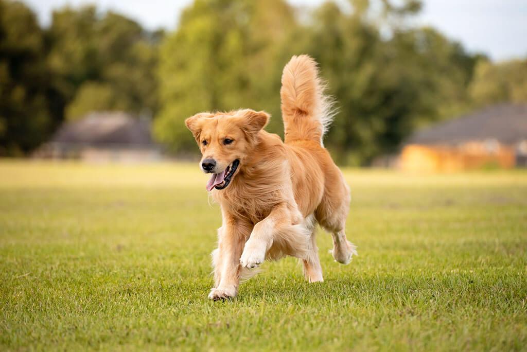 Arthritis in Dogs: Causes, Symptoms, and How to Help