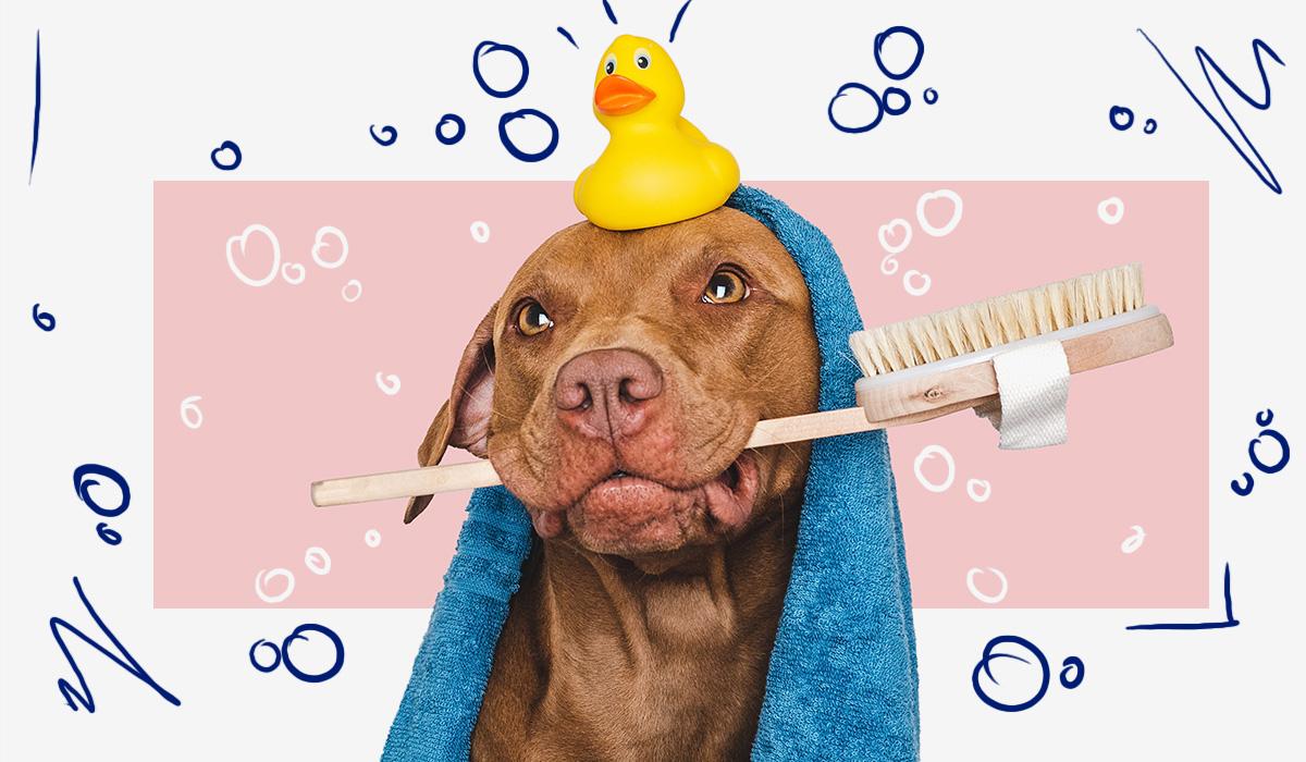 Picture of Dog Grooming for Beginners: Easy Tips to Try at Home - PetLab Co