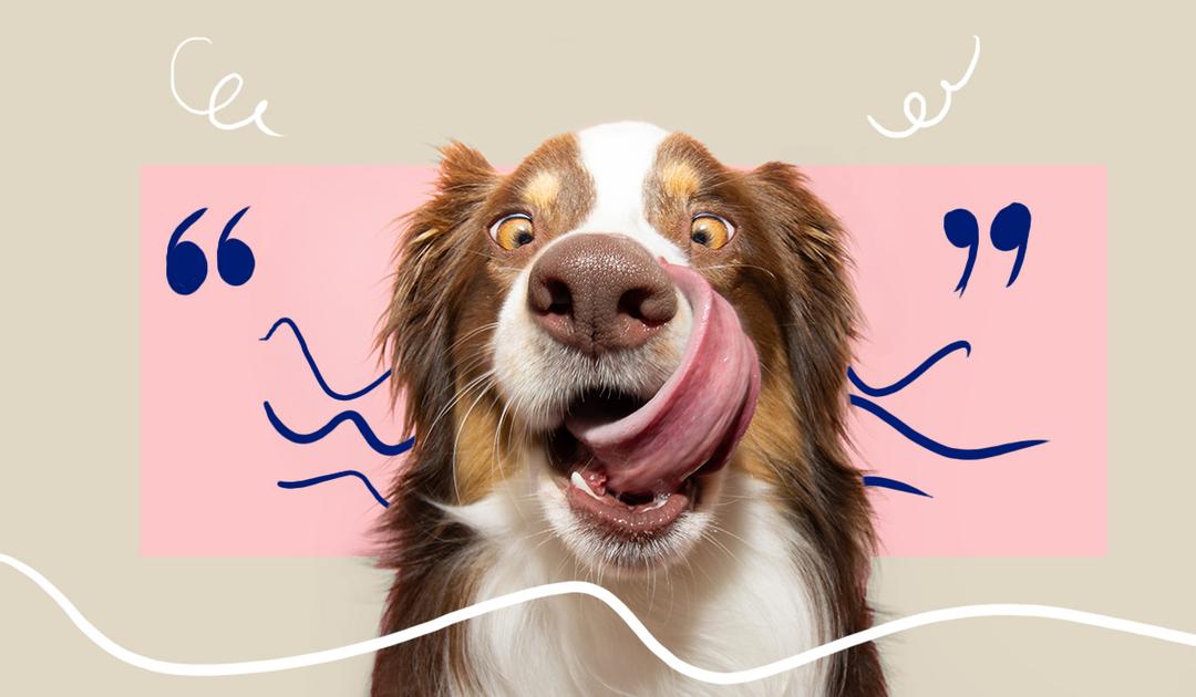 Fetching Laughs: Hilarious Dog Quotes to Brighten Your Day - PetLab Co
