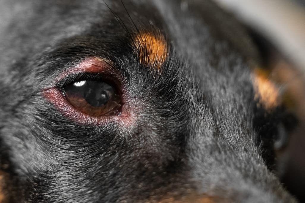 Dog Eye Allergies Vs. Infections: How to Spot the Difference 