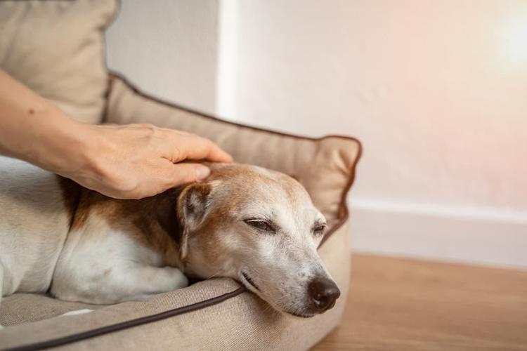 Image showcasing How to Help a Dog with Arthritis at Home: 12 Vet-Approved Tips - PetLab Co