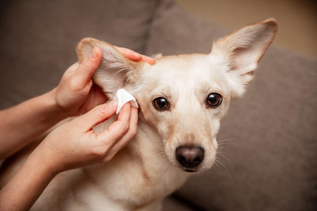 Dog Ear Wax Color Chart: Types, Meanings & Treatment 