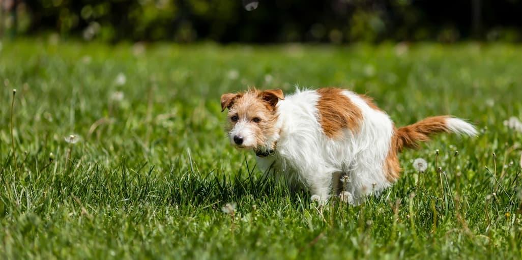 Black Dog Poop: Causes & What to Do 