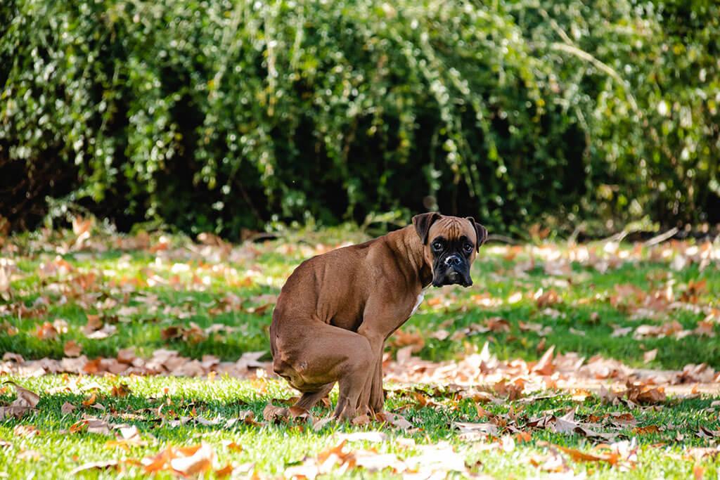 How Often Should Your Dog Poop? A Vet Explains