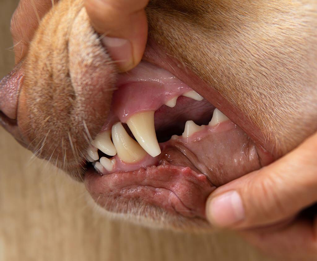 Dog Dental Hygiene: Understanding Yellow Teeth & Supporting Oral Health