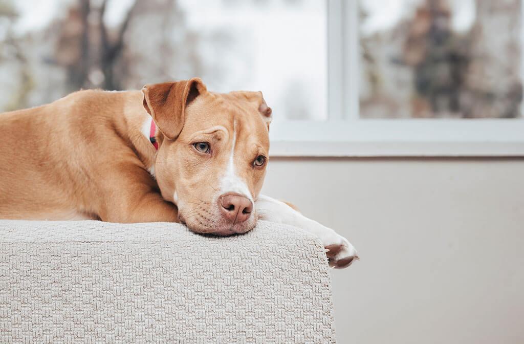 Picture of Why Is My Dog Vomiting Blood? 10 Causes & When to See a Vet - PetLab Co