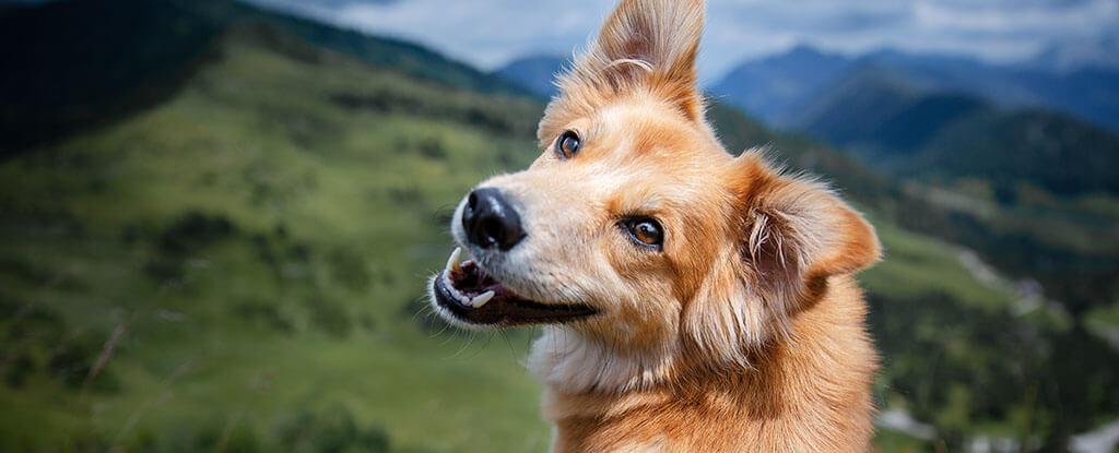 Could PetLabCo. Probiotic Chew Be Beneficial for My Dog?