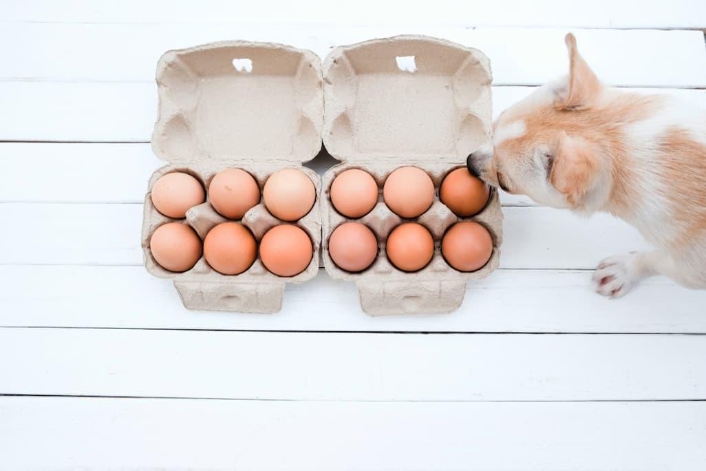 Can Dogs Be Allergic to Eggs? Signs & Symptoms