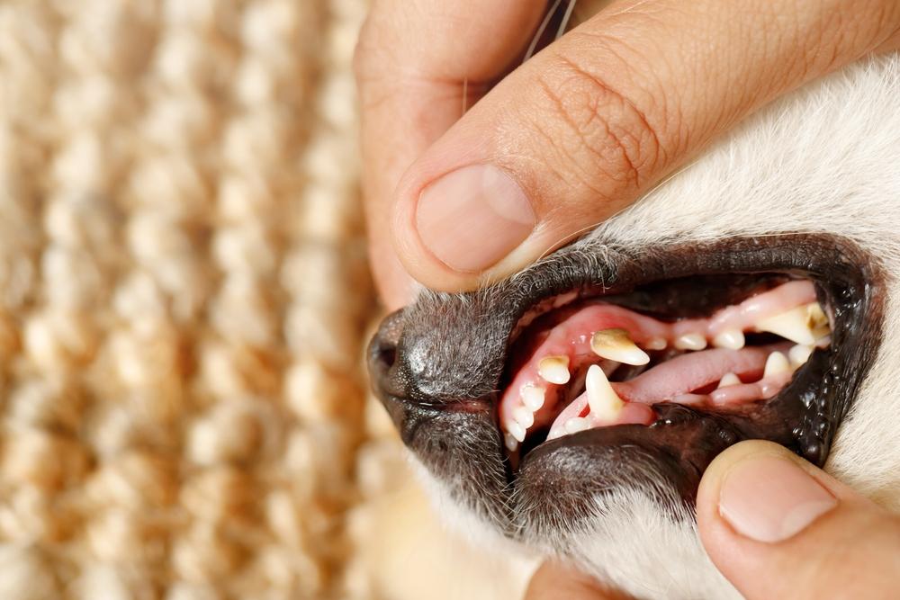 Do Dogs Lose Teeth? What’s Normal & What’s Not