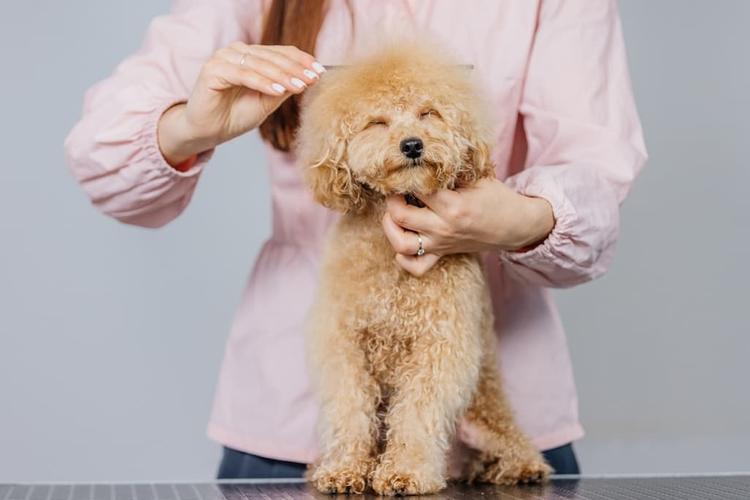 Poodle Grooming Guide: At-Home Tips and Tricks - PetLab Co - Poodle Mix Grooming Practices