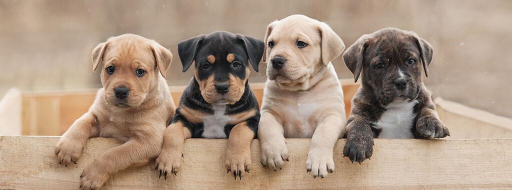 Seasonal Puppy Allergies: Signs, Support & When To Call The Vet 